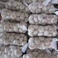 Export Chinese fresh garlic high quality garlic wholesale